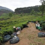 Types Of Soils In Kerala Types Of Soils In Kerala