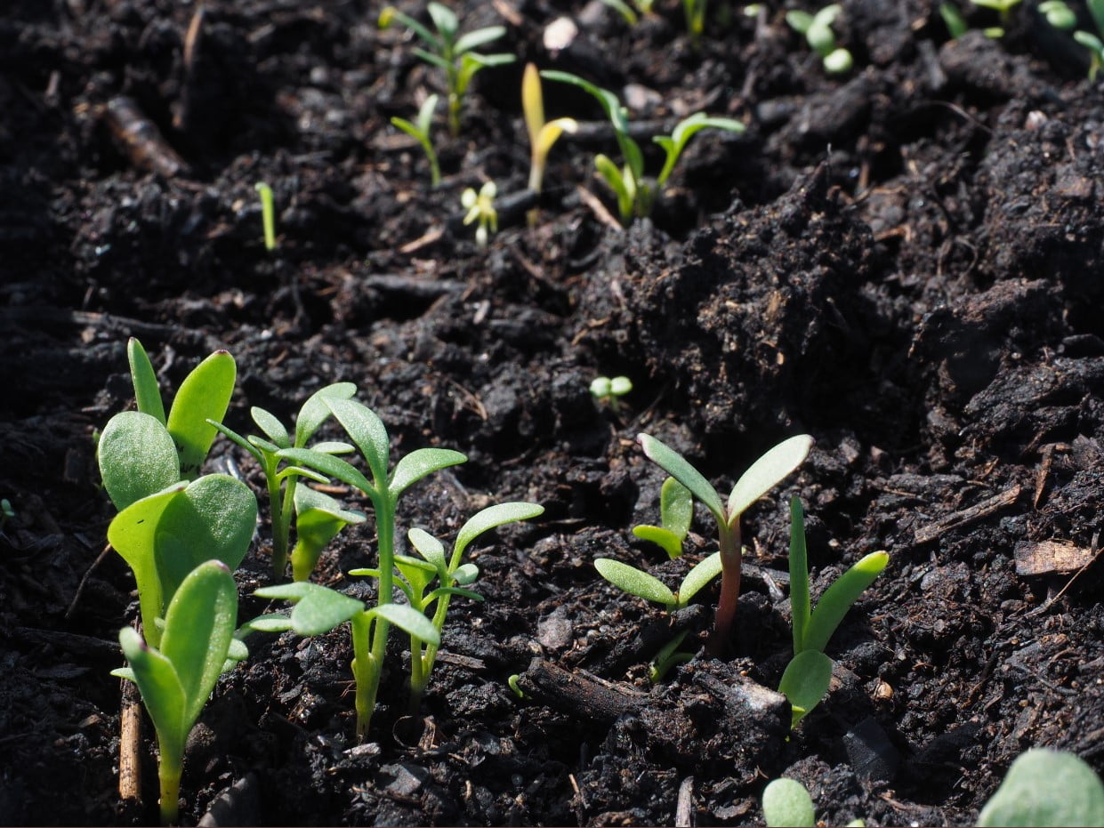 Types Of Soils In Karnataka